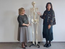 Модель скелета человека со стойкой на колесах 180 см